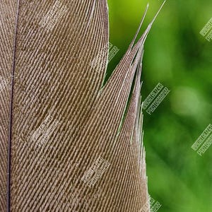 Puede incluir: Primer plano de una pluma marrón con barbas paralelas e intrincadas. La textura de la pluma es detallada, con un degradado de luz y sombra. El fondo es verde suave y borroso, contrastando con los detalles de la pluma.