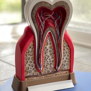 Puede incluir: Un modelo anatómico de un diente molar humano en sección transversal, que muestra el esmalte blanco, la dentina, la cámara pulpar roja con vasos nerviosos azules y rojos, y la estructura ósea porosa, montado sobre una base color canela con un borde blanco.