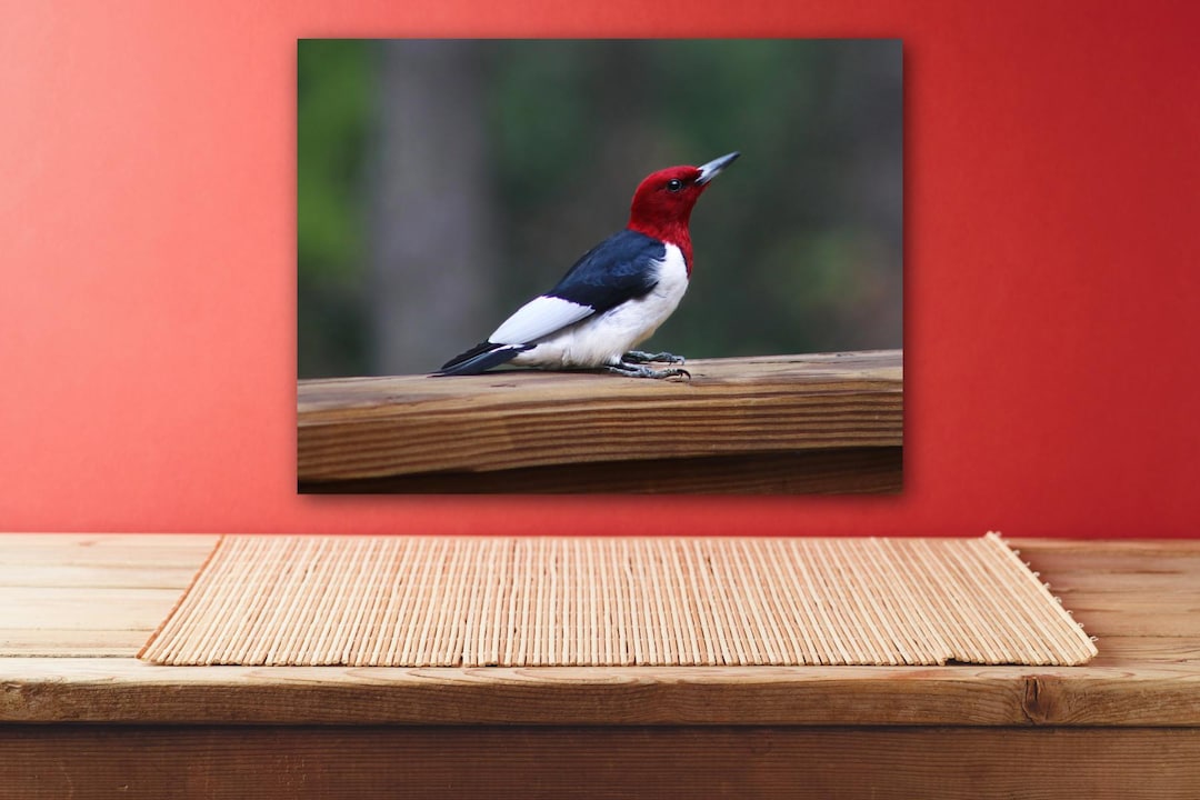 Red-headed Woodpecker Wall Art, Vivid Bird Photography, West Virginia ...