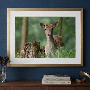 Könnte beinhalten: Ein gerahmtes Foto eines Hirsches, der neben einem Baumstumpf in einem Wald steht, präsentiert in einem goldenen Rahmen mit weißem Passepartout. Der Hirsch hat hellbraunes Fell und schaut nach vorne. Der Rahmen steht auf einer Holzoberfläche.