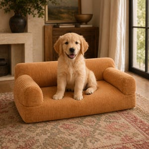K&ouml;nnte beinhalten: Ein junger Golden Retriever sitzt auf einem kleinen, senffarbenen Hundesofa aus Cord. Das Sofa hat abgerundete Armlehnen und eine niedrige R&uuml;ckenlehne. Der Welpe schaut in die Kamera. Das Sofa steht auf einem gemusterten Teppich.