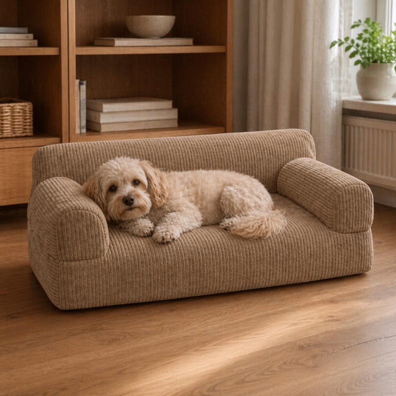 K&ouml;nnte beinhalten: Ein kleines Hundesofa aus beigem Cord mit abgerundeten Armlehnen. Ein hellfarbiger Hund liegt auf dem Sofa und schaut in die Kamera. Das Sofa steht auf einem Holzboden, im Hintergrund ein B&uuml;cherregal aus Holz.