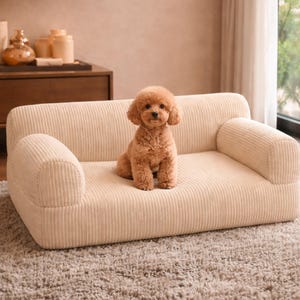 K&ouml;nnte beinhalten: Ein kleines, beigefarbenes Hundesofa aus Cord mit abgerundeten Armlehnen. Ein brauner Pudel sitzt auf dem Sofa und schaut in die Kamera. Das Sofa steht auf einem hellbraunen Teppich.