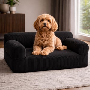 K&ouml;nnte beinhalten: Ein schwarzes Hundesofa aus Cord mit abgerundeten Armlehnen. Ein hellbrauner Hund liegt auf dem Sofa und schaut in die Kamera. Das Sofa steht auf einem hellen Teppich in einem hellen Raum.