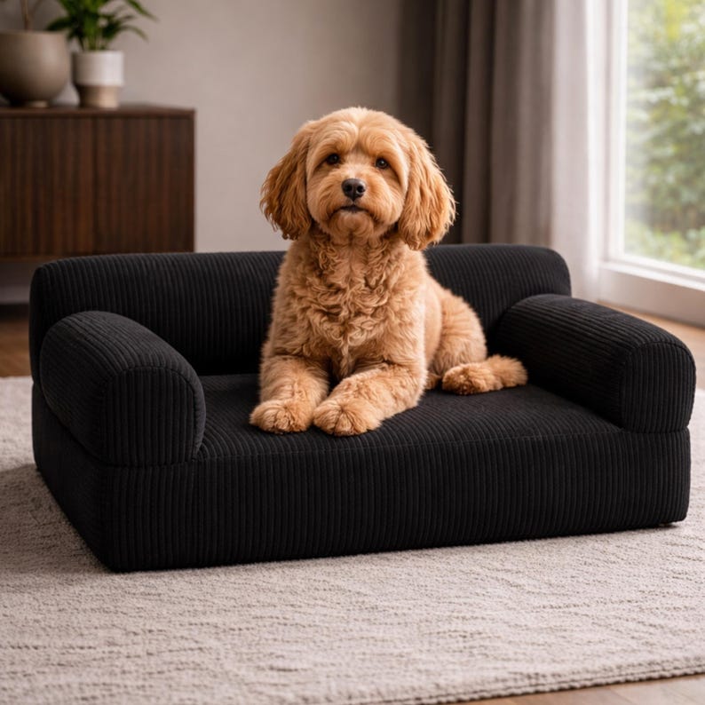 K&ouml;nnte beinhalten: Ein schwarzes Hundesofa aus Cord mit abgerundeten Armlehnen. Ein hellbrauner Hund liegt auf dem Sofa und schaut in die Kamera. Das Sofa steht auf einem hellen Teppich in einem hellen Raum.