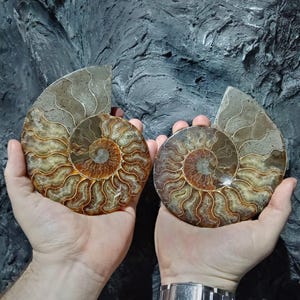 Könnte beinhalten: Zwei versteinerte Ammoniten-Schalen, jeweils in einer Hand gehalten, mit komplizierten Spiralmustern in Braun-, Gold- und Grautönen. Der Hintergrund ist eine strukturierte, dunkelgraue Oberfläche.