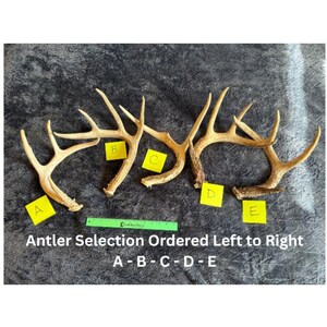 May include: Five deer antlers are displayed on a dark surface, labeled A through E. Each antler is a light brown color. The text "Antler Selection Ordered Left to Right A-B-C-D-E" is printed below the antlers.