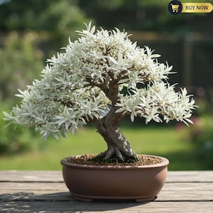 May include: A bonsai tree with white leaves and a brown trunk, planted in a brown ceramic pot. The tree is set against a blurred green background. The words "BUY NOW" are in the upper right corner.