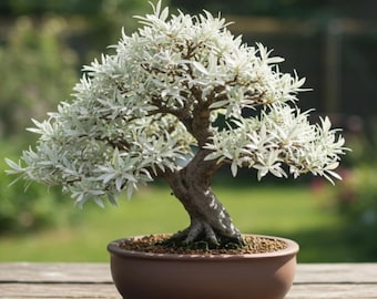 Live Dwarf White Willow Bonsai Tree – Indoor Outdoor Easy Grow Plant