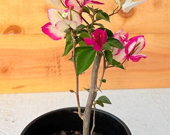 Sufia Indiana Bougainvillea – Live Plant -