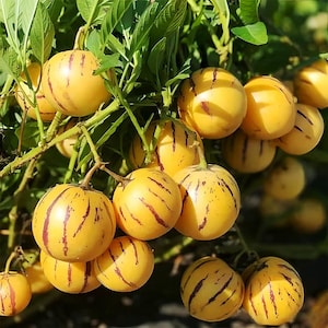 May include: A cluster of round pepino melons hanging from a green leafy plant. Each fruit features a smooth, bright yellow skin with distinct, vertical, dark purple or reddish-brown stripes running from the stem to the base of the fruit.