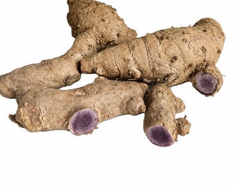 Fresh Thai Black Ginger (Kaempferia parviflora) Rhizomes – Newly Harvested