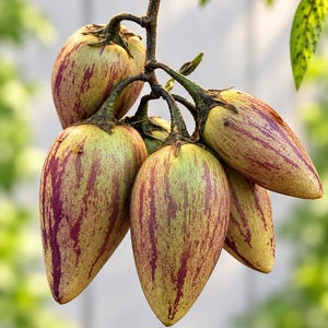 May include: A cluster of five pepino melons hanging from a thin brown stem. Each fruit has a smooth, pale yellow-green skin with distinct, elongated vertical streaks of deep purple color, tapering to a point at the bottom end.