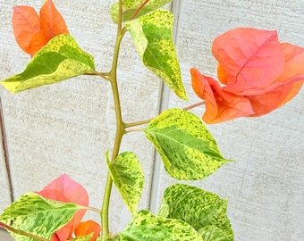 Snowflake Orange / Diamond Orange Variegated Bougainvillea – Rare Multicolor Live Plant
