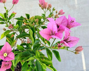 Bougainvillea 'Krishna' Live Plant, Rare Purple Blooms, Frequent Flowering, Starter Plant