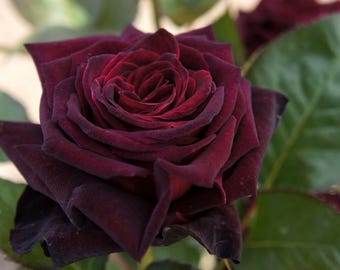 Black Baccara Rose 2-Year Established – Deep Velvet Red / Almost Black Hybrid Tea Rose