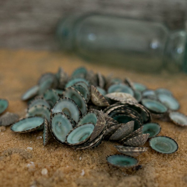 Beach Decor Seashells - Turquoise Sea Shells 20 pcs - Small Limpet Shells for Nautical Decor, Beach Weddings or Crafts