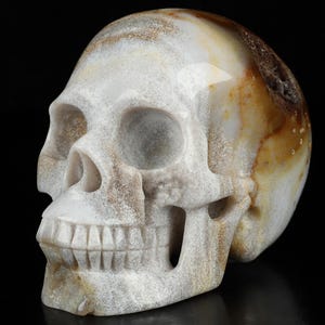 Skullis Crystal Skull, 5.1&quot; Petrified Wood Hand Carved Crystal Skull, Realistic, Crystal Healing, Fine Art Sculpture,Gift