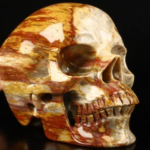 Skullis Crystal Skull, Lifesized 7.0&quot; African Petrified Wood Hand Carved Gemstone Skull, Super Realistic, Fine Art Sculpture, Gift.