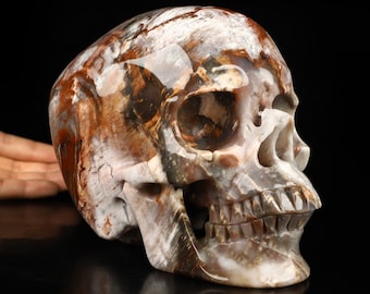 May include: A detailed human skull sculpture carved from brown and white agate. The skull is polished and has a natural, organic look.