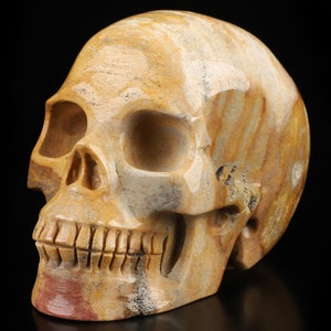 Skullis Crystal Skull, 4.0&quot; Petrified Wood Hand Carved Gemstone Skull, Fine Art Sculpture, Gift