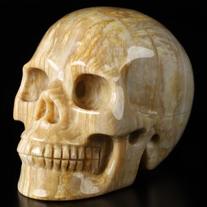 Skullis Crystal Skull, 3.5&quot; Petrified Wood Hand Carved Gemstone Skull, Fine Art Sculpture,Gift