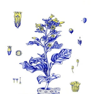May include: A blue and yellow botanical illustration of a plant with flowers and leaves. The plant is wrapped around by a blue and white patterned snake.