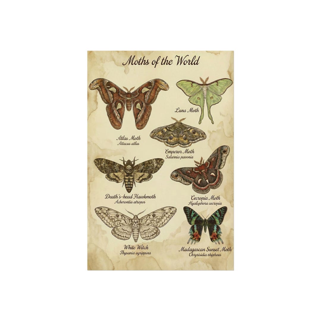 Vintage Moths of the World Poster | Fine Art Poster, Entomology Print ...