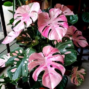 Pink Monstera Albo Seeds - Etsy