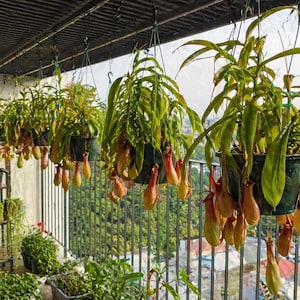 Pitcher Plant Hanging Basket - Etsy