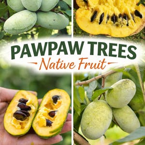 May include: Image of pawpaw fruit, both whole and cut open, showcasing the green exterior and yellow interior with dark seeds. The text "PAWPAW TREES - Native Fruit" is also visible.