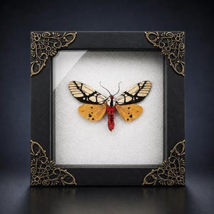 Milky Tiger Moth Specimen in Frame Taxidermy Tiger Moth Oddity Curiosity Decor Home Decor Unique Gift for Moth Lovers