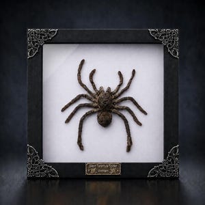 Spider Tarantula Taxidermy, Tarantula Bird Eating Frame, Bug Shadow Box, Gothic Wall Decor, Oddities Curiosities
