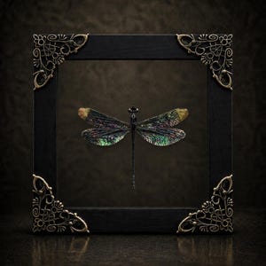 May include: A square black wooden frame featuring ornate gold-toned metal corner accents. Inside the glass display, a single dragonfly with iridescent, multi-colored wings in shades of green, purple, and gold is centered against a dark background.