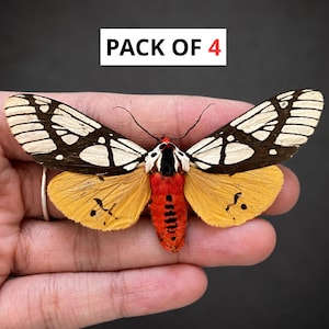 May include: A moth specimen with black and white patterned upper wings, yellow lower wings with small black markings, and a bright red body with black spots. The text PACK OF 4 is displayed above the moth, indicating a set of four items.
