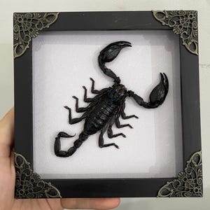 May include: A framed black scorpion specimen. The scorpion is centered on a white background within a square black frame. The frame has decorative corner accents. The scorpion is black with visible claws and segmented body.