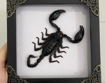 Real Framed Scorpion Specimen Real Insect Taxidermy Oddity Scorpio Gifts Curiosity Decor Taxidermy Art