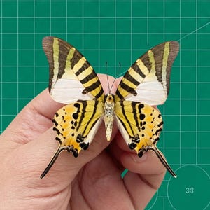 Real Yellow Butterfly Five-Bar Swordtail Open/Closed Wings Taxidermy Butterfly Insect for Art Projects Earring Arts Jewelry Making