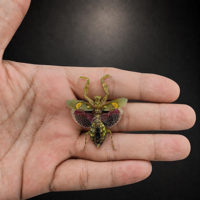 May include: A preserved insect specimen featuring a green body with intricate wing patterns. The upper wings display yellow circular spots, while the lower wings exhibit a deep magenta hue with dark, fine veining throughout the structure.