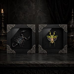 May include: Two square black frames with ornate silver corner accents. The left frame contains a preserved black scorpion, while the right frame displays a preserved green and yellow mantis with spread wings, both set against a black background.