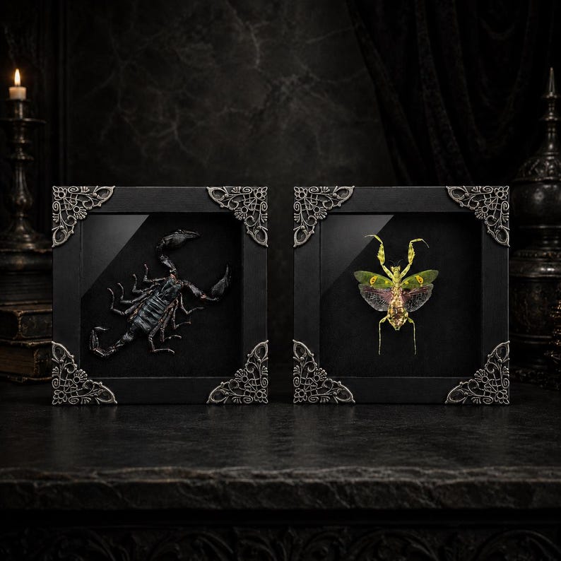 May include: Two square black frames with ornate silver corner accents. The left frame contains a preserved black scorpion, while the right frame displays a preserved green and yellow mantis with spread wings, both set against a black background.