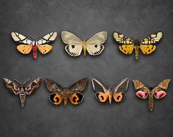 Moth Specimens, Moth Taxidermy, Real Moths, Insect Collection, Oddities