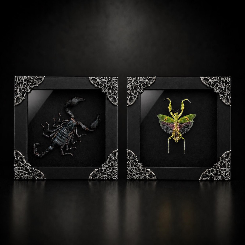 2 Jeweled Mantis & Scorpion, Framed Insect Taxidermy, Framed Bugs and Insects Taxidermy, Insect Wall Decor, Gothic Decor image 1