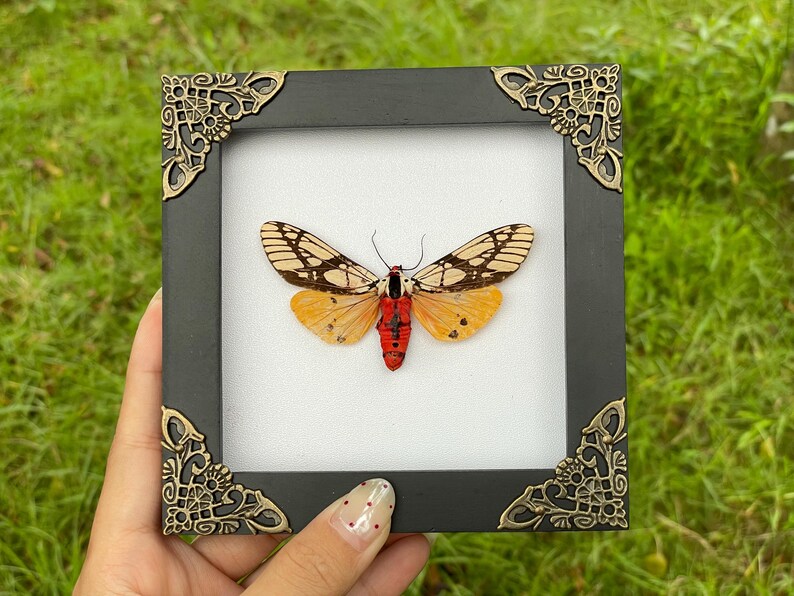 Moth In Frame Real Milky Tiger Moth Specimen in Frame Framed Insect Taxidermy ...