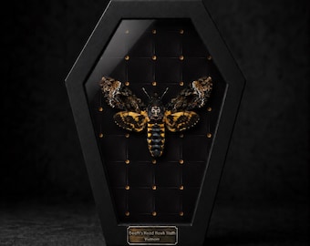 May include: A Death's Head Hawk Moth specimen from Vietnam displayed inside a black coffin-shaped shadow box frame. The moth features brown, black, and yellow patterned wings with a skull-like marking on its thorax. A small label reads Death's Head Hawk Moth Vietnam.