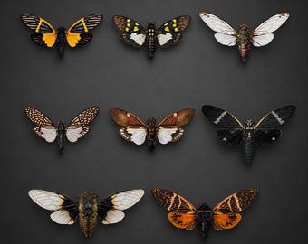 May include: A collection of eight cicadas arranged in three rows. The insects display varied wing patterns including black and orange, spotted black and white, translucent white, intricate brown mesh, and solid black with white markings.