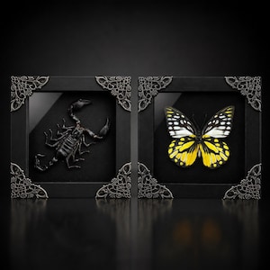 May include: Two square black frames with ornate silver corner accents. The left frame contains a preserved black scorpion on a black background. The right frame contains a preserved butterfly with black, white, and yellow wings on a black background.