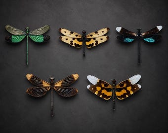 May include: Five dragonfly ornaments arranged in a group. The top left is metallic green, the top center is tan with black spots, the top right is black with blue accents, the bottom left is dark brown, and the bottom right is orange and black.