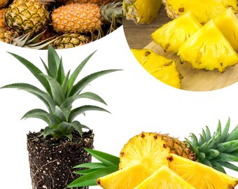 May include: A collection of pineapples including whole fruits with textured brown and yellow skins, a small pineapple plant with green leaves and exposed soil around the roots, and several bright yellow sliced pineapple wedges.
