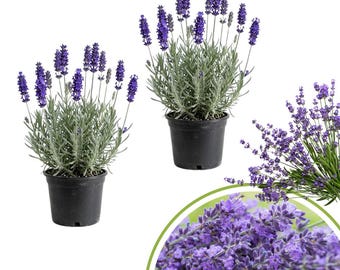 May include: Two potted lavender plants with vibrant purple flower spikes and silvery-green foliage. The plants are in black plastic pots, and a close-up of lavender blooms is also shown. The image is set against a white background.